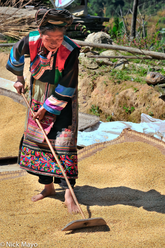 A Lisu woman wearing a traditional embroidered apron and black turban raking paddy rice in Huang Lien He village.