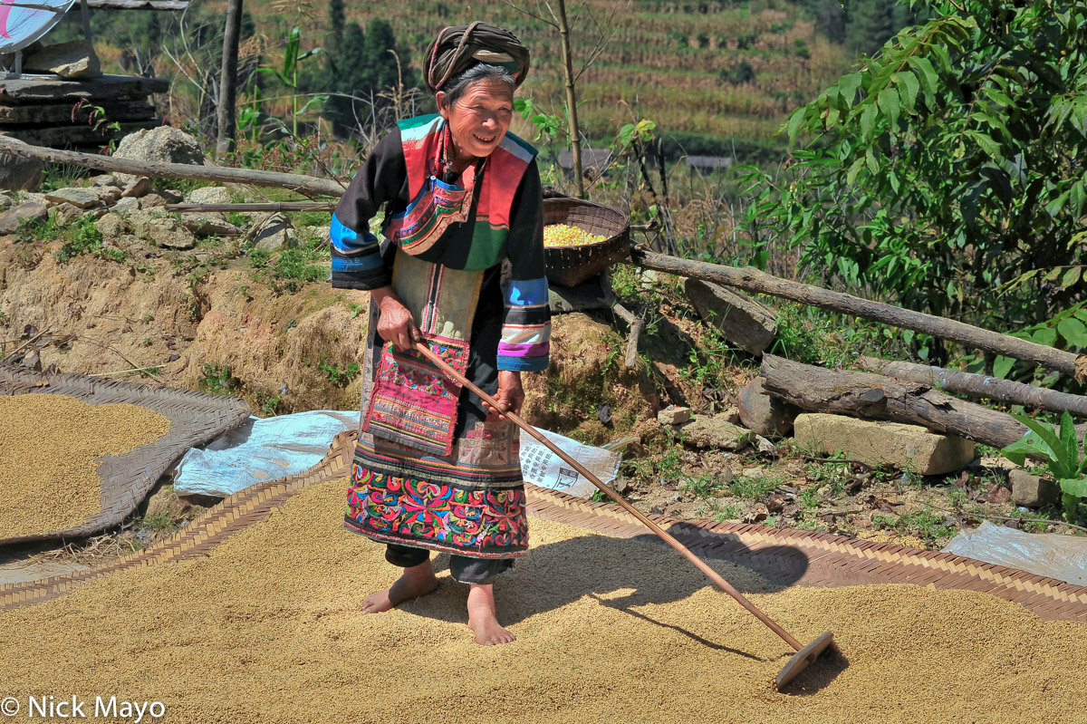 A Lisu woman wearing a traditional embroidered apron and black turban raking paddy rice in Huang Lien He.