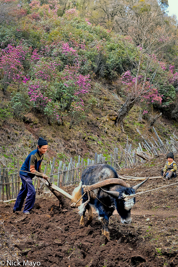 A Yi man ploughing with an ox drawn wooden plough at Da Ya Chang.