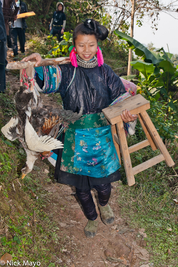 A Miao woman on her way to a wedding in the village of Gui Lai carrying gifts of a duck and a chicken on a shoulder pole.