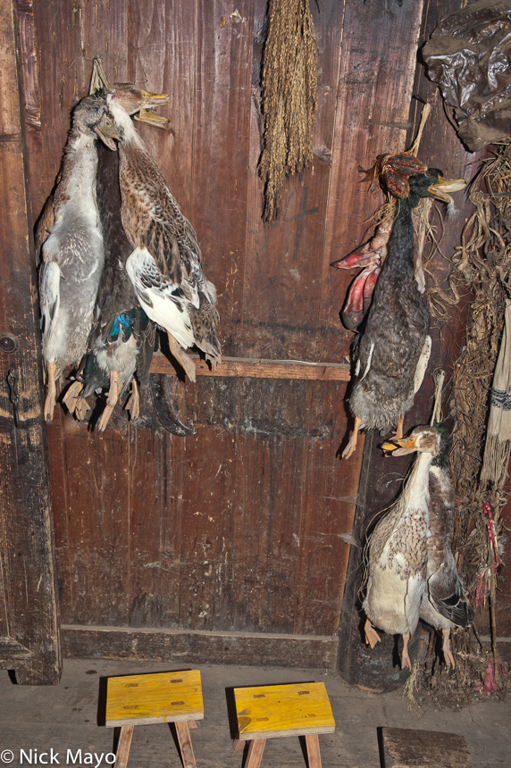 Ducks hanging by their necks in a house in the Miao village of Gui Lai.