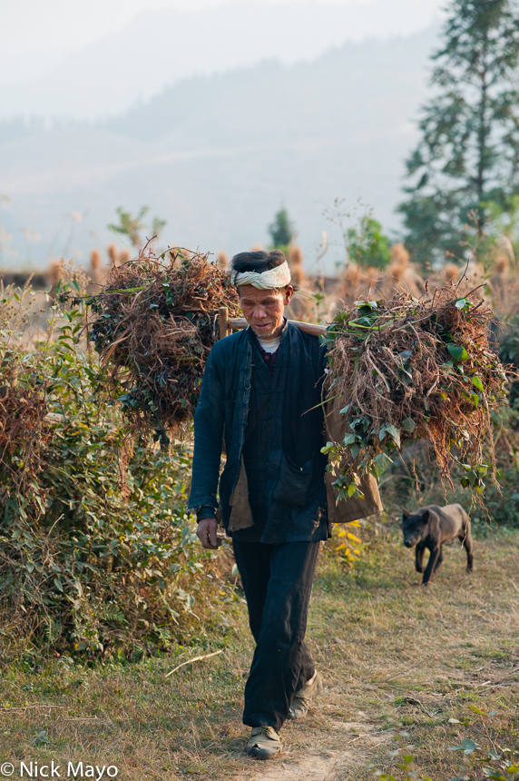 A Miao farmer, carrying fodder on a shoulder pole, walking home to the village of San Gang at day's end.