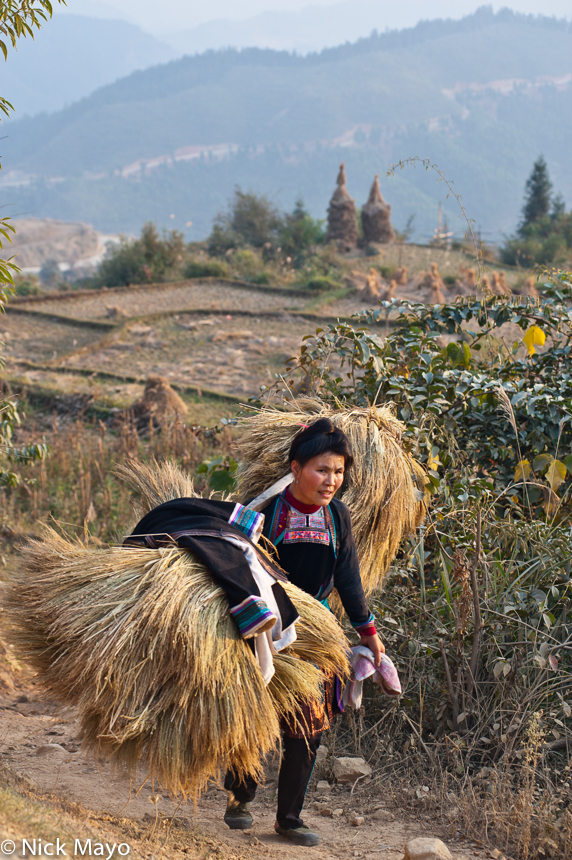 A Miao woman, carrying harvested paddy rice on a shoulder pole, walking home from the fields to the village of San Gang at day...