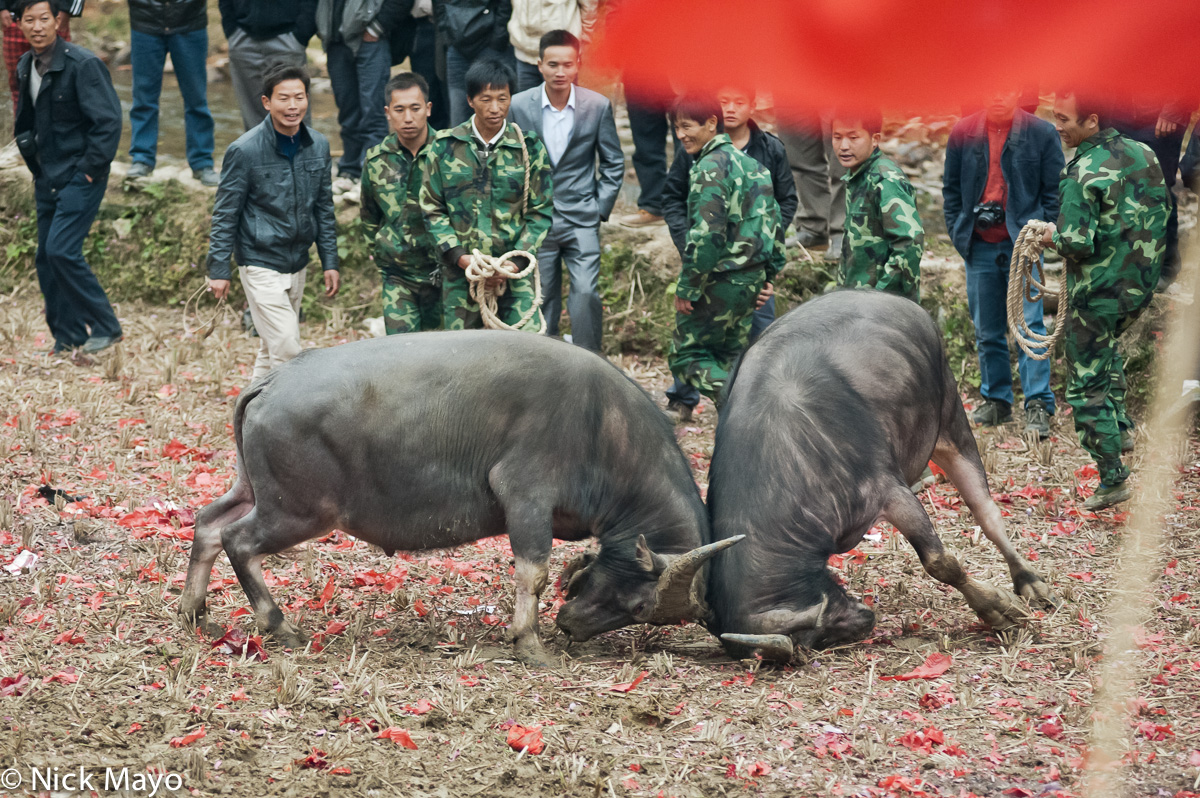 Water buffalo fighting head to head at a Chi Hwa bullfighting competition.