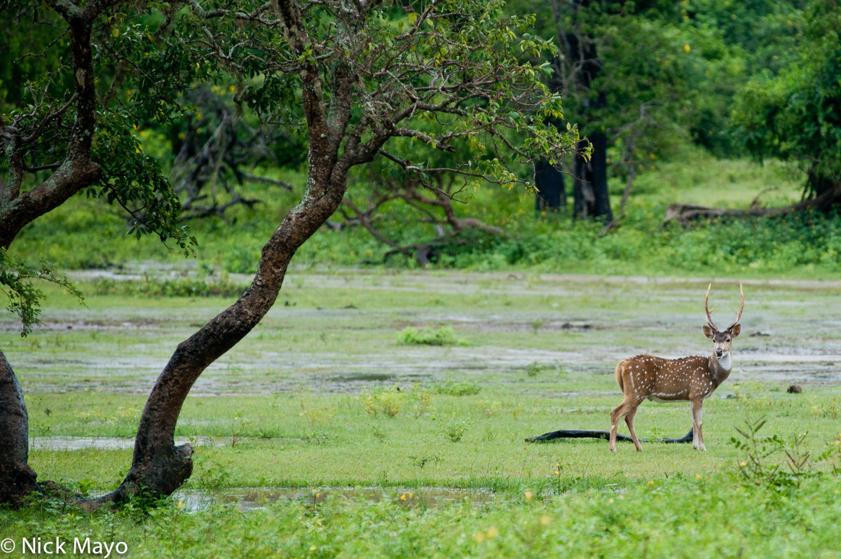 A single deer in the Yala National Park.