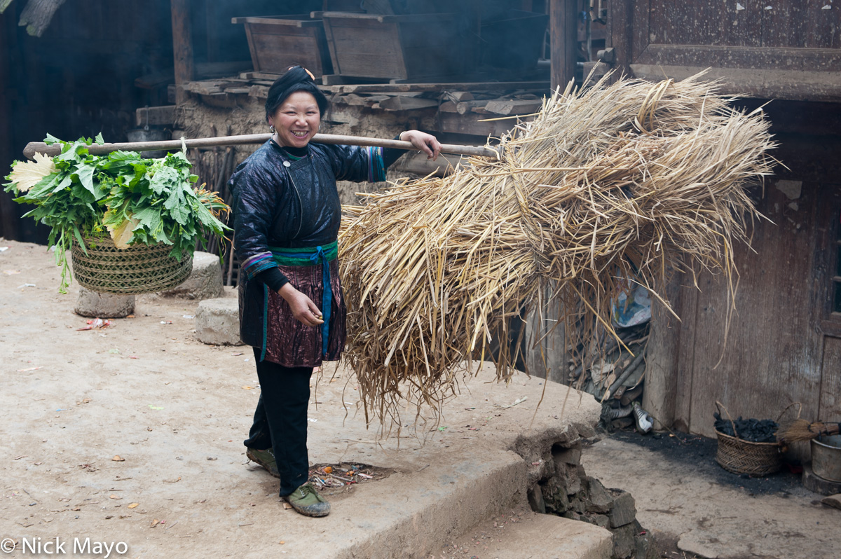 A Dong woman in traditional indigo dyed clothes carrying straw and fodder on a shoulder pole in Wuei village.