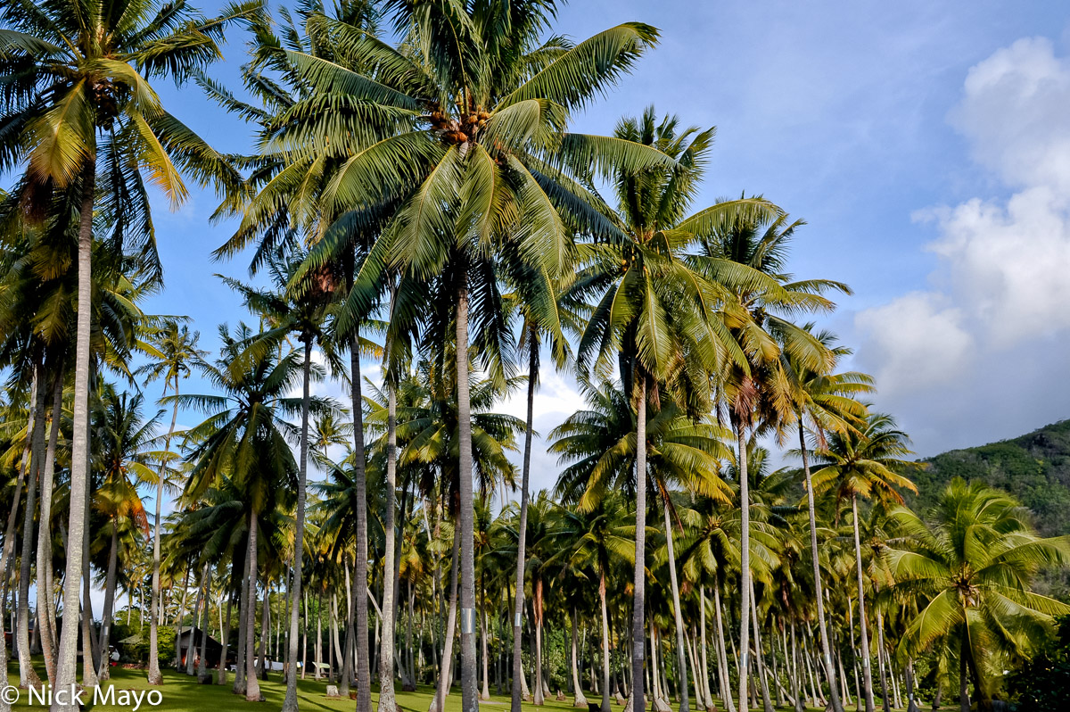 A coconut grove on the island of Moorea.
