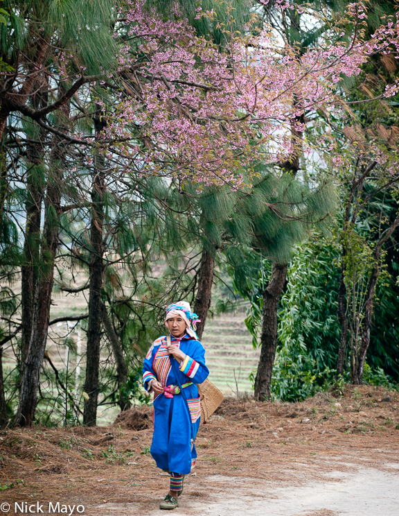 A Lahu woman from Nanmei, in traditional clothes and leggings, walking to market with her backstrap basket and embroidered bag...