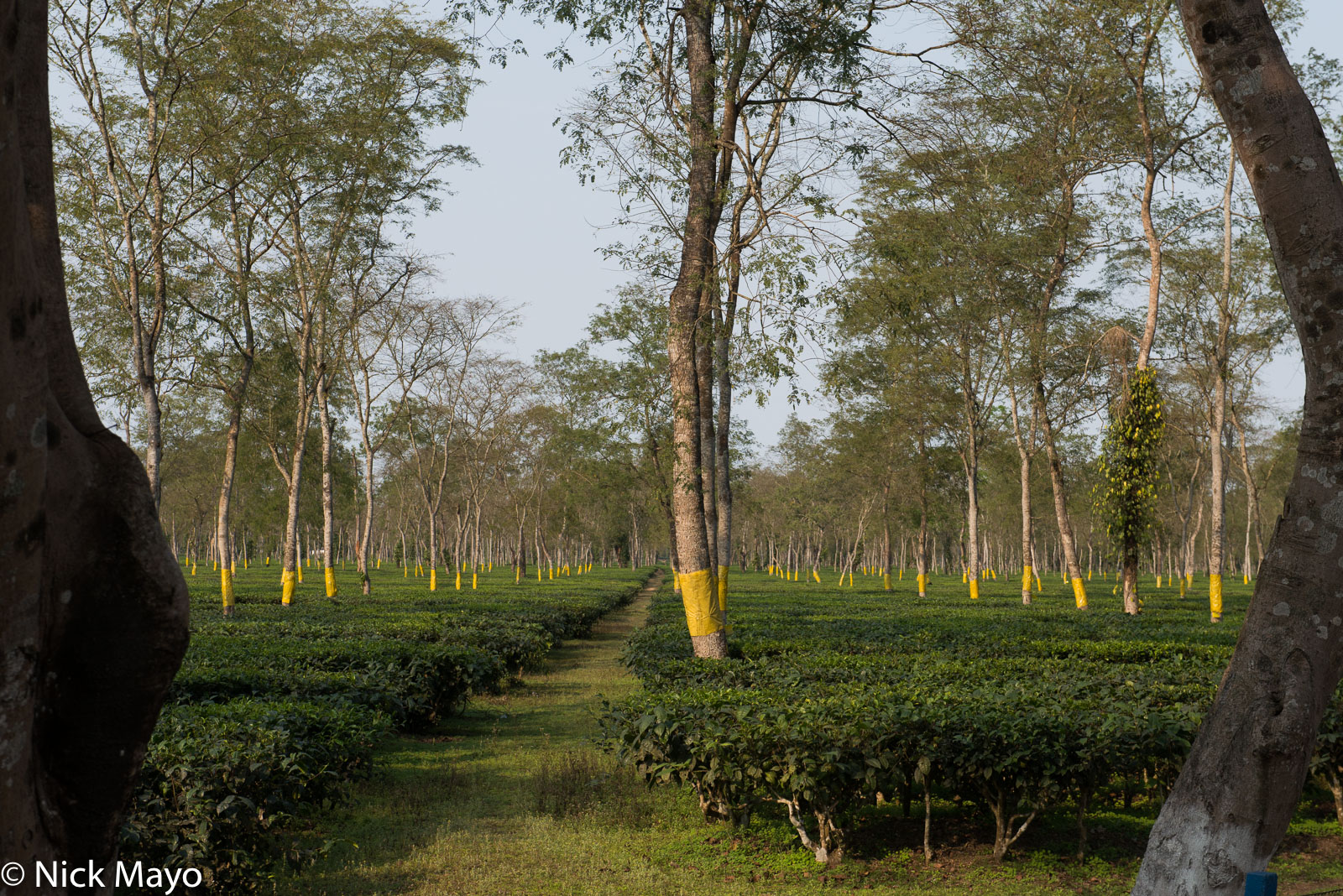 Assam, India, Tea Field, Agriculture