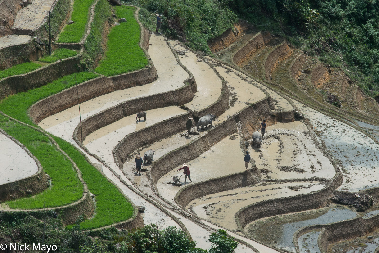 Farmers ploughing their paddy fields with water buffalo at Muong Sen.