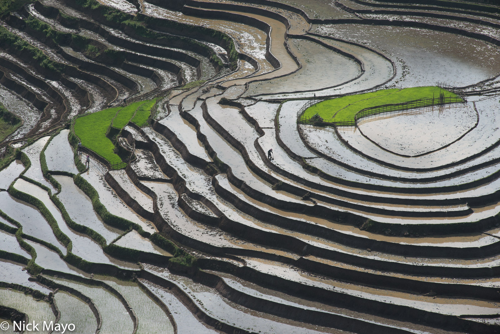 Terraced paddy fields near Muong Hum.