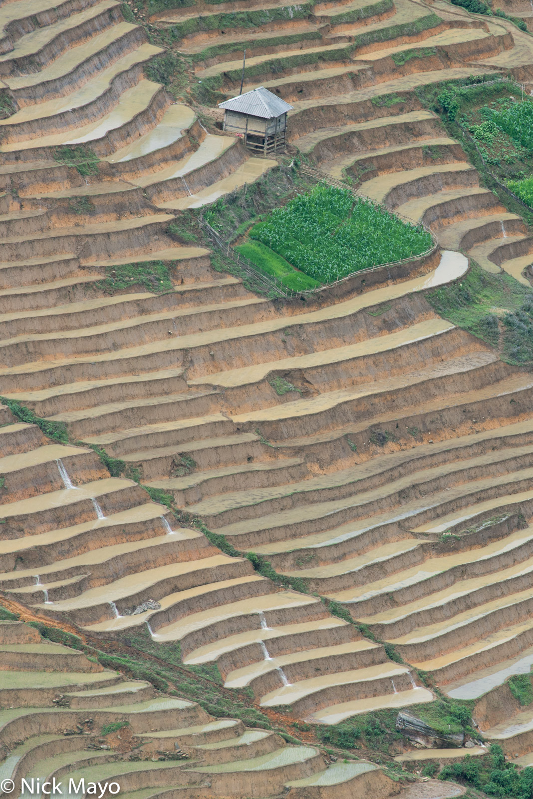 Terraces flooded for planting near Y Ty.