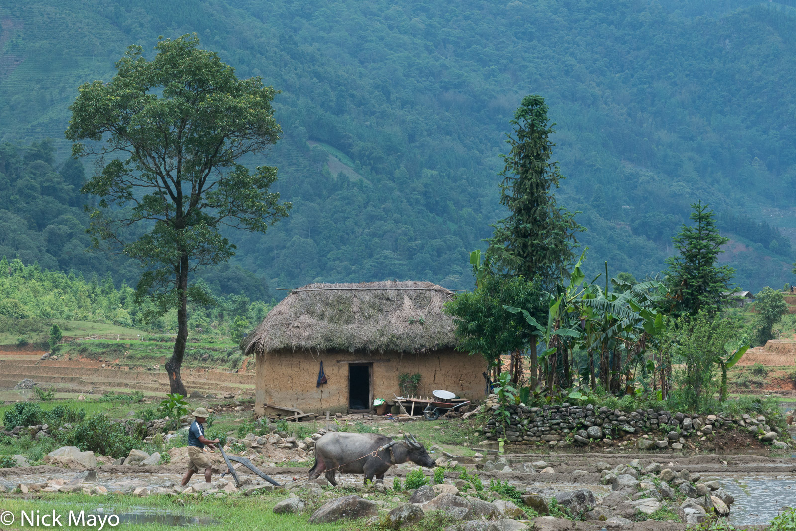 A Hani farmer ploughing with his water buffalo in front of a mushroom house near Y Ty.