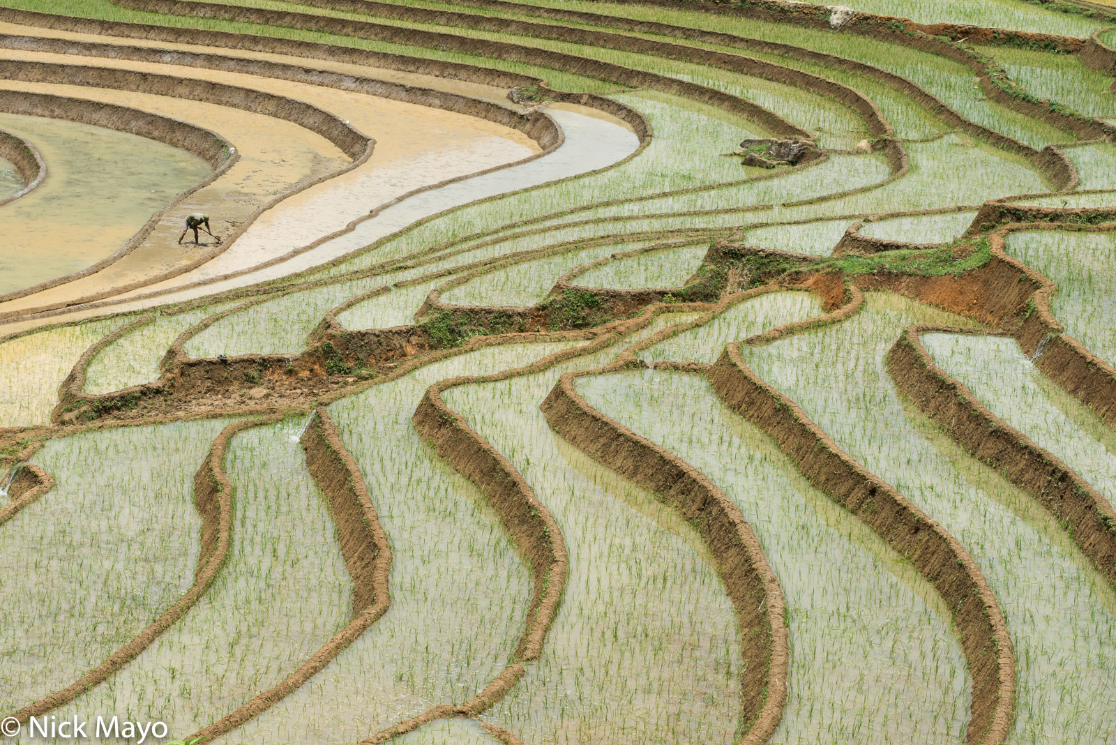 A farmer working near his newly planted paddy rice fields outside of Y Ty.
