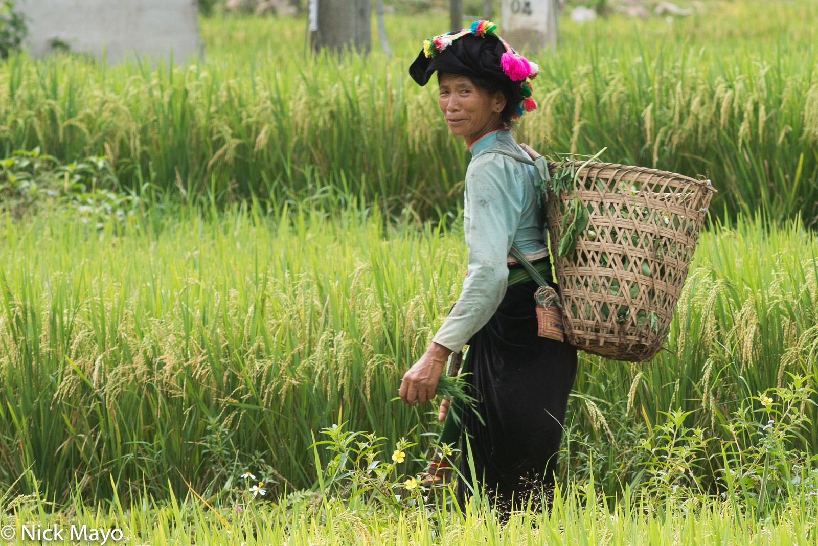 A Thai (Dai) woman with a backstrap basket in the paddy fields in the Nam Ma valley.