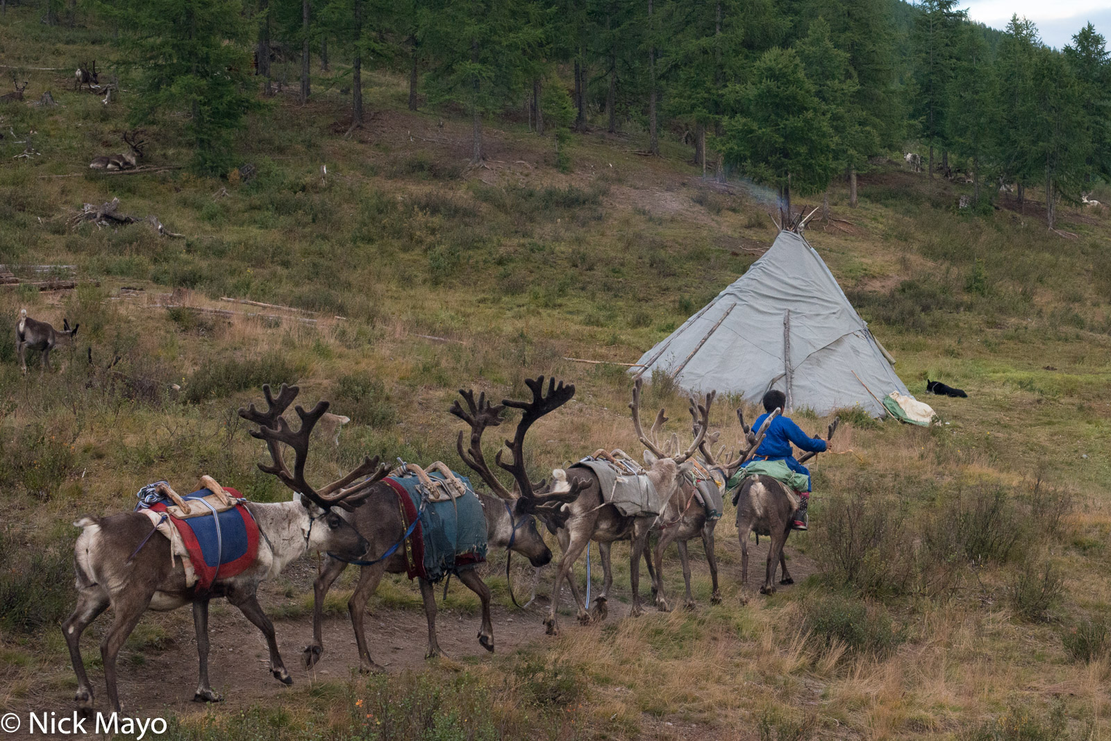 A young Dukha boy riding a reindeer and leading four others past a teepee in his autumn camp in Tsagaannuur sum.