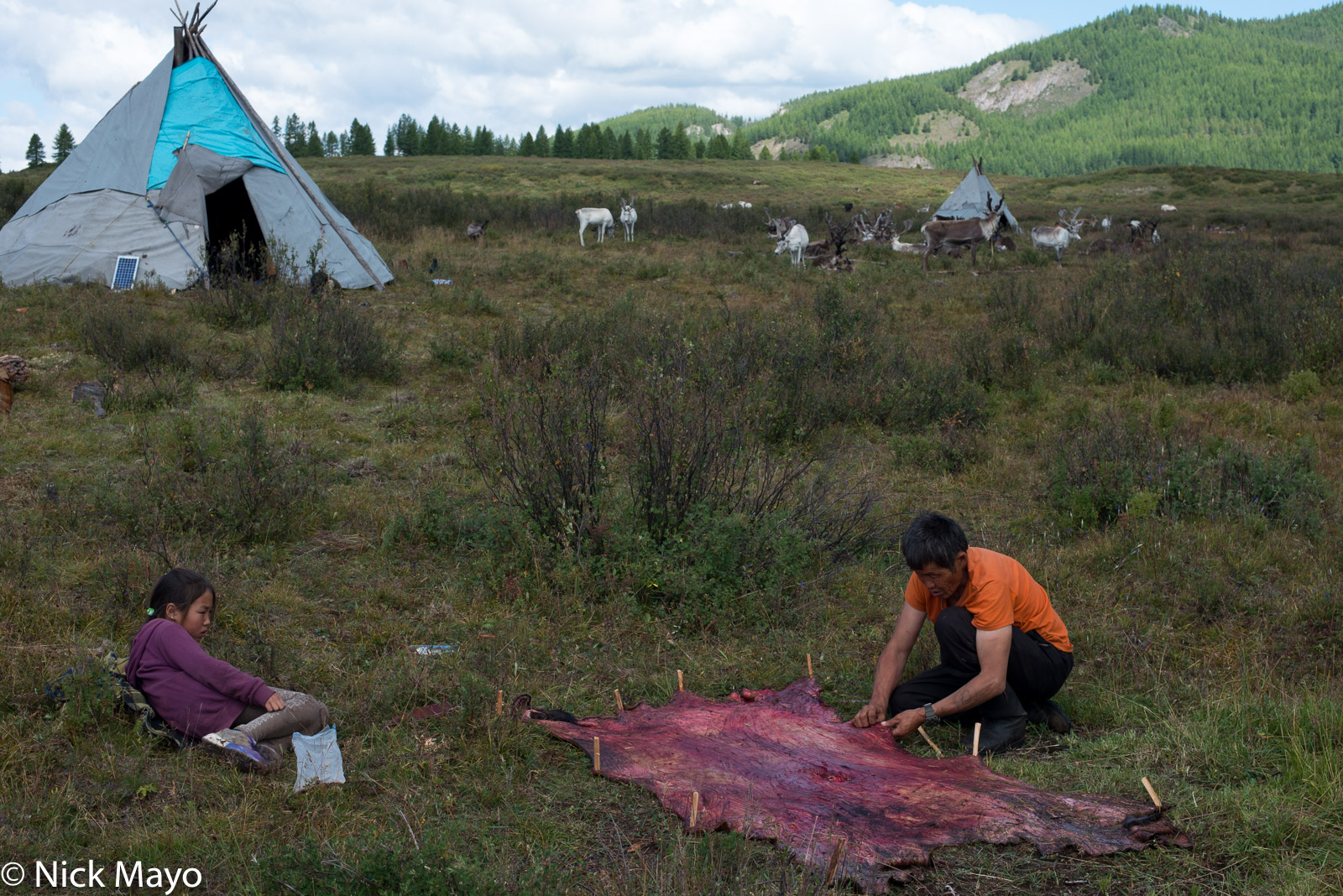 A Dukha reindeer herder pegging a skin outside his teepee in his autumn camp in Tsagaannuur sum.