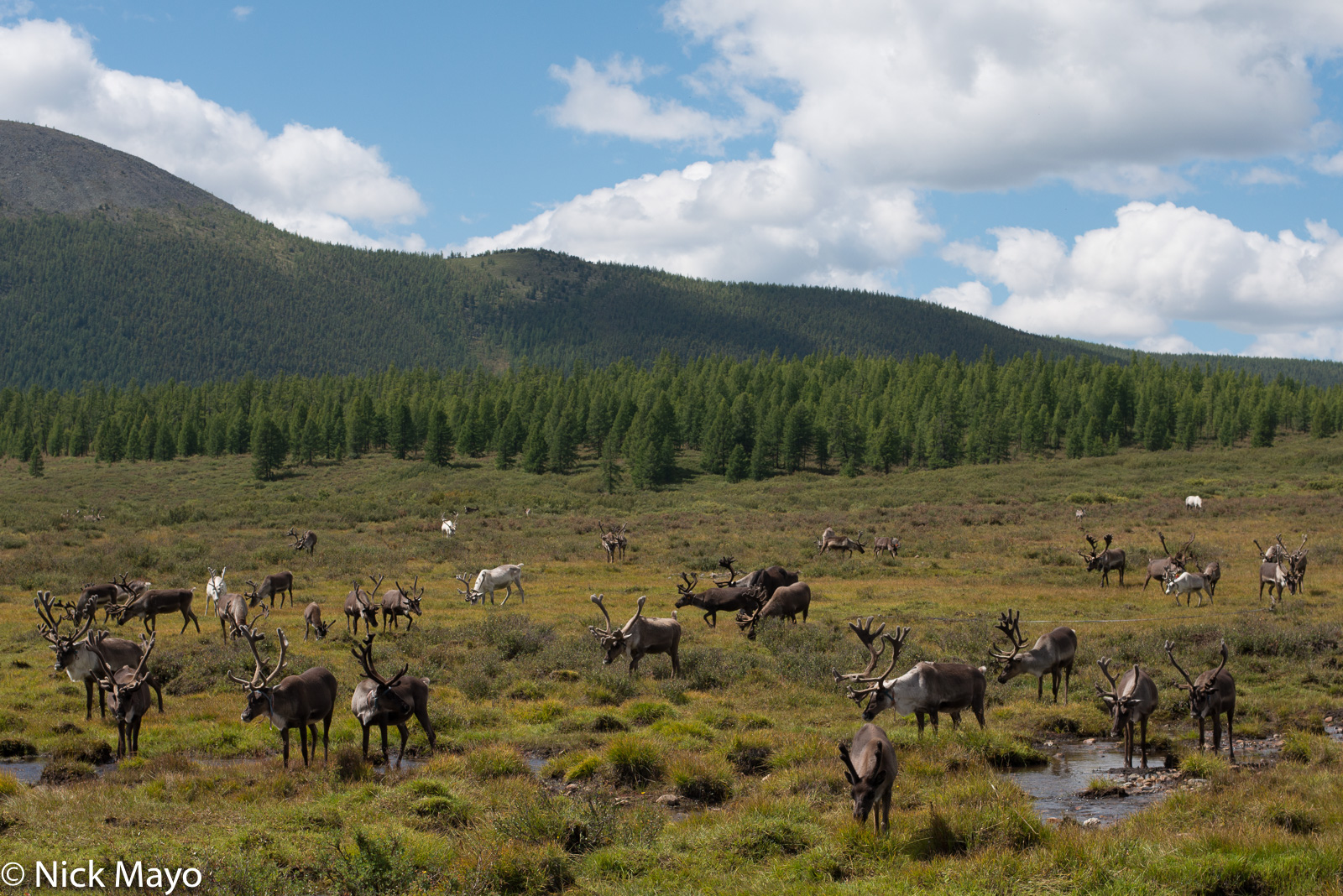 Reindeer grazing on the taiga in Tsagaannuur sum.