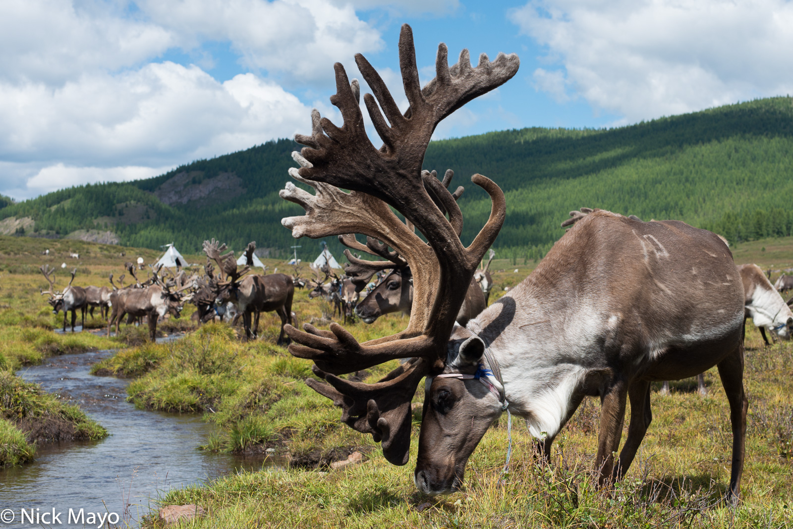 A spectacularly antlered reindeer grazing on the Tsagaannuur sum taiga.