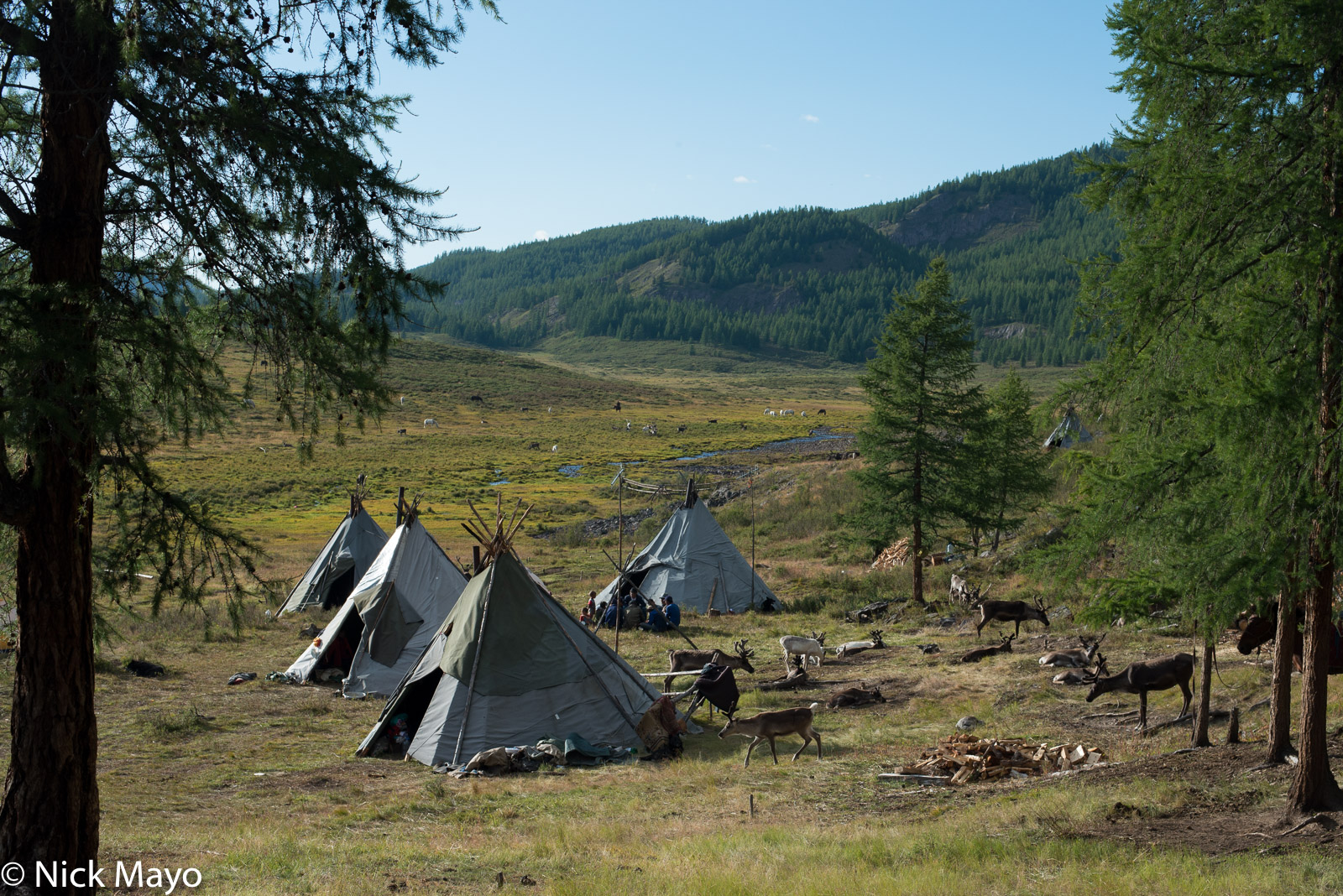 Reindeer grazing outside teepees in an autumn Dukha encampment on the Tsagaannuur sum taiga.