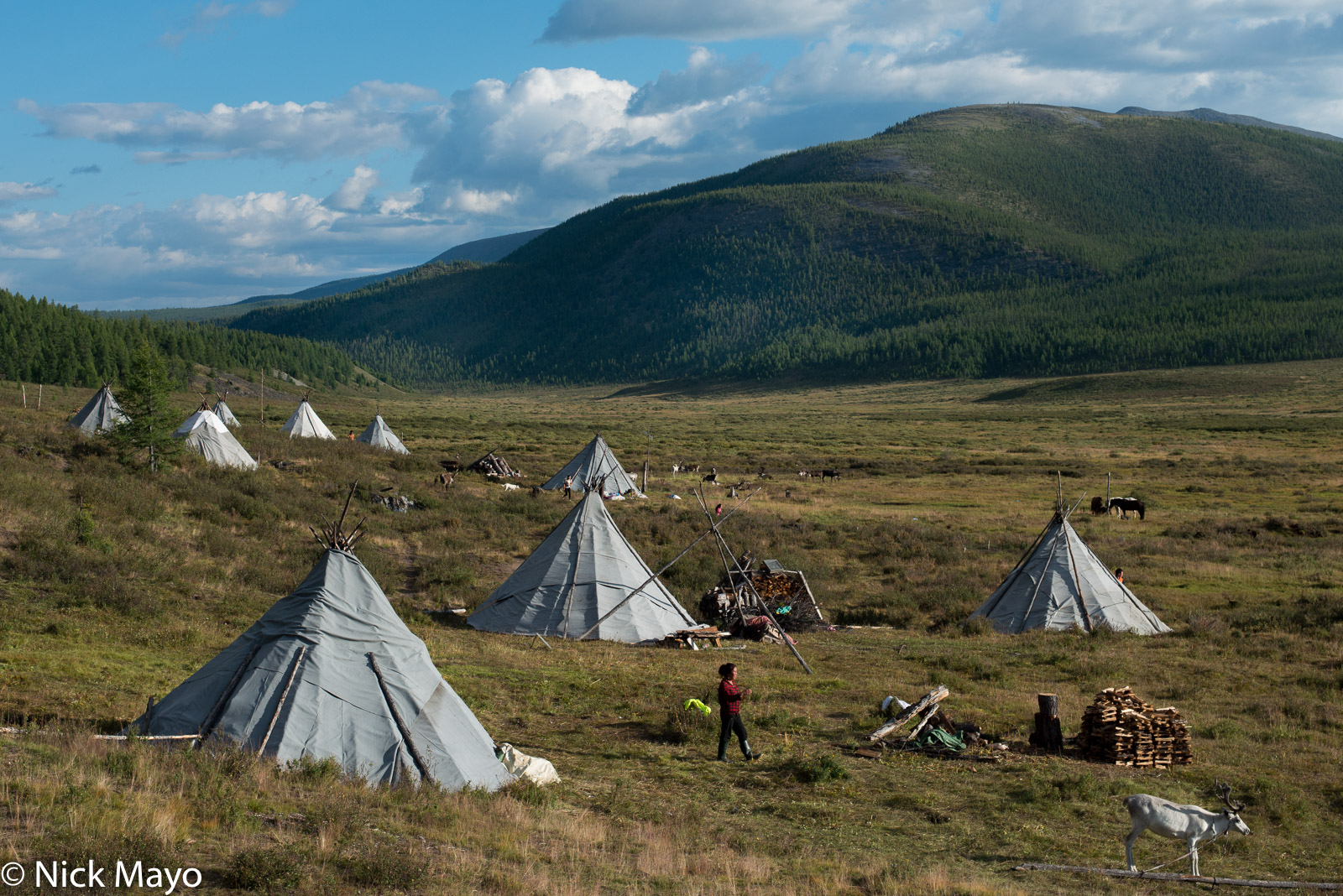 Reindeer grazing outside teepees in an autumn Dukha encampment on the taiga in Tsagaannuur sum.