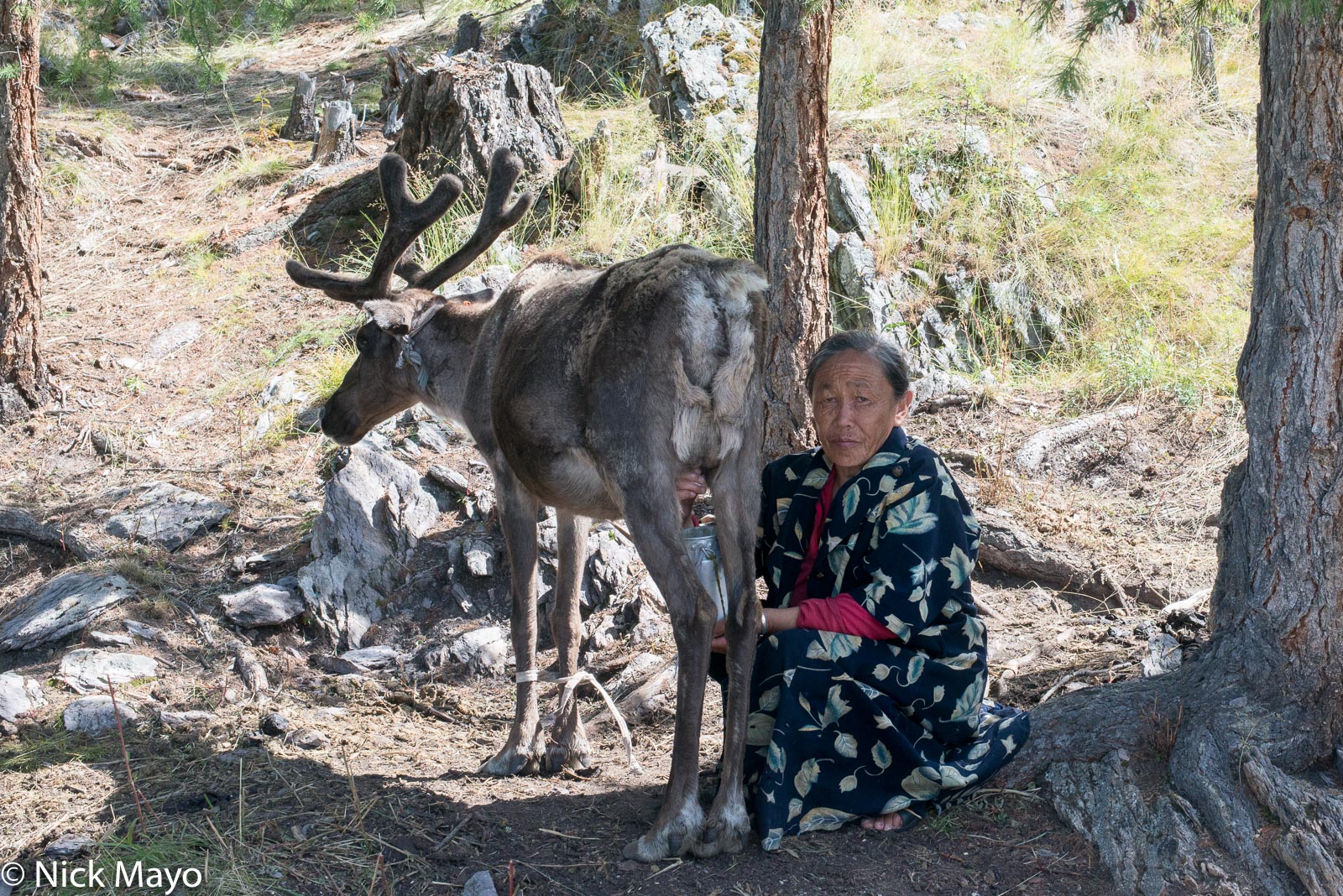 A Dukha woman milking a reindeer at her taiga camp in Tsagaannuur sum.