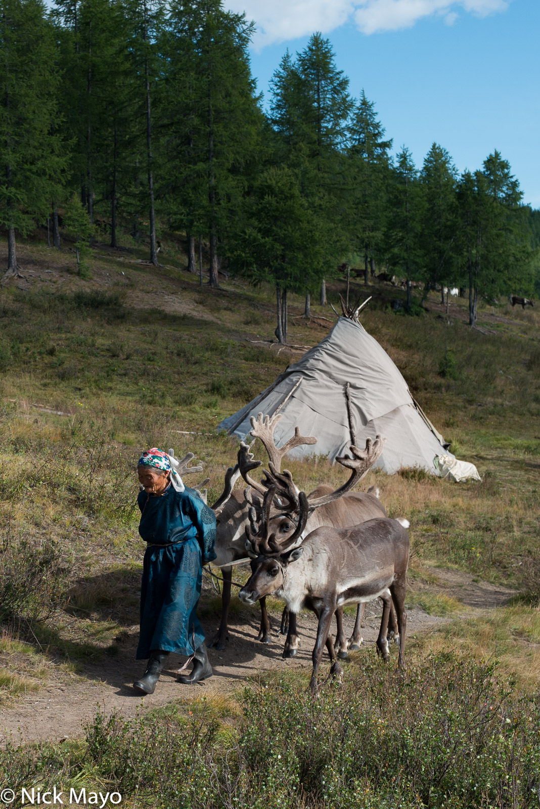 A Dukha woman leading her reindeer past a teepee at her autumn camp in Tsagaannuur sum.