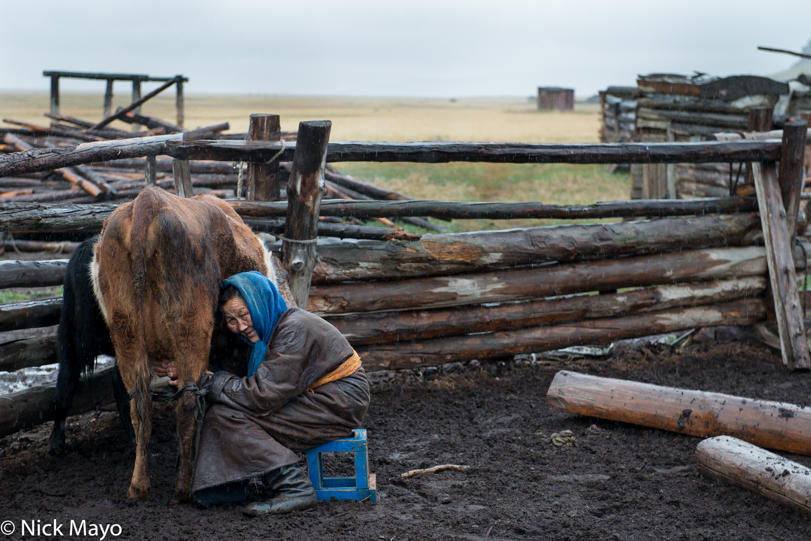 A Darkhad woman milking her cow on a inclement summer day in Renchinlkhumbe sum.