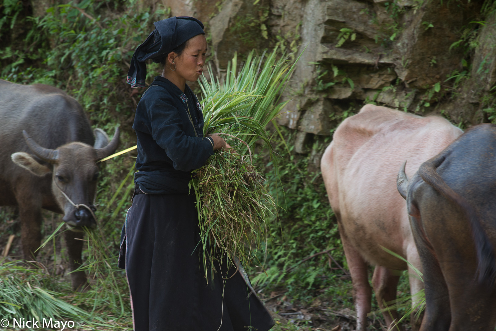 A La Chi woman feeding fodder to her water buffalo at Ban Phung.