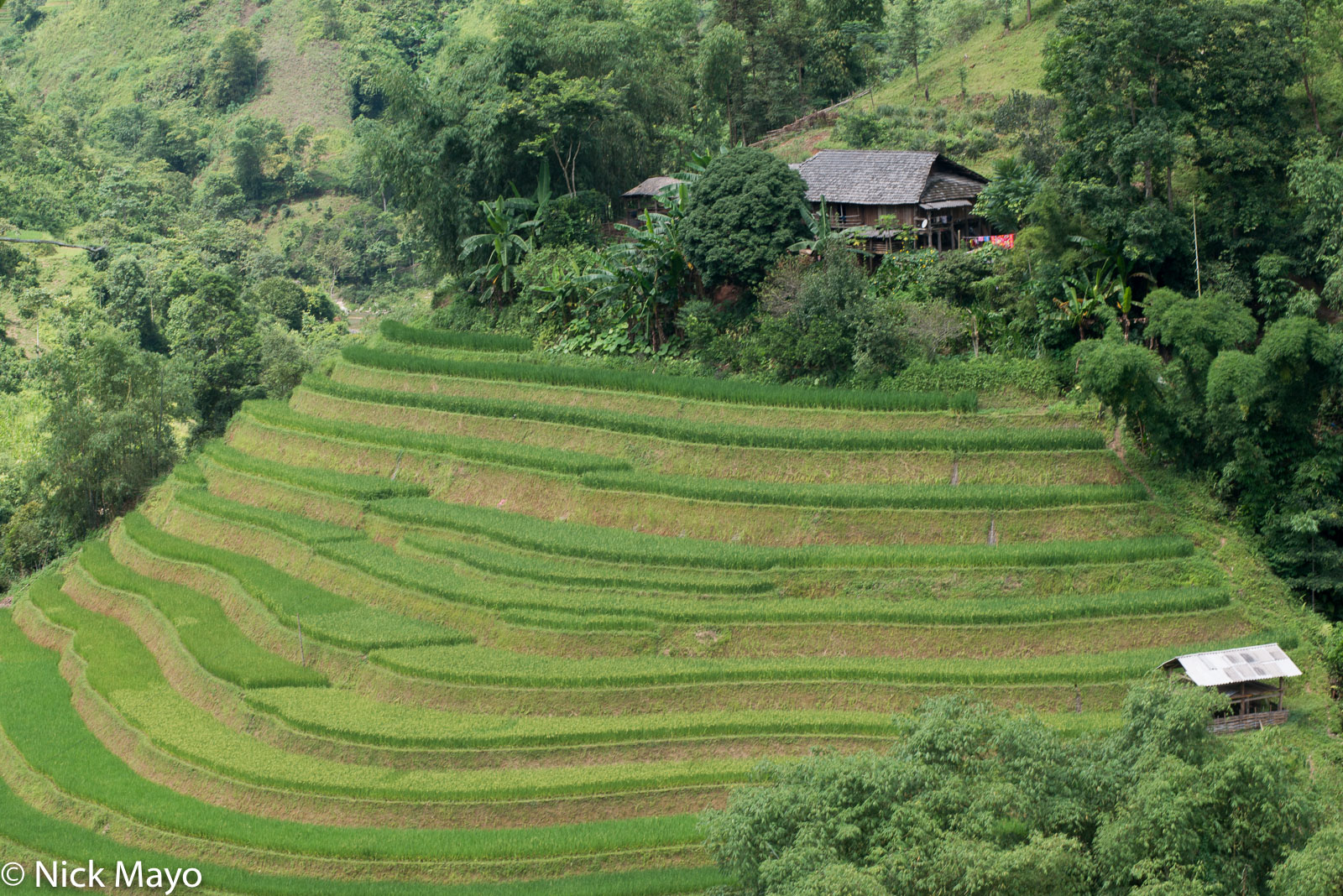 A stilted farmhouse above paddy rice terraces at Nam Dich.