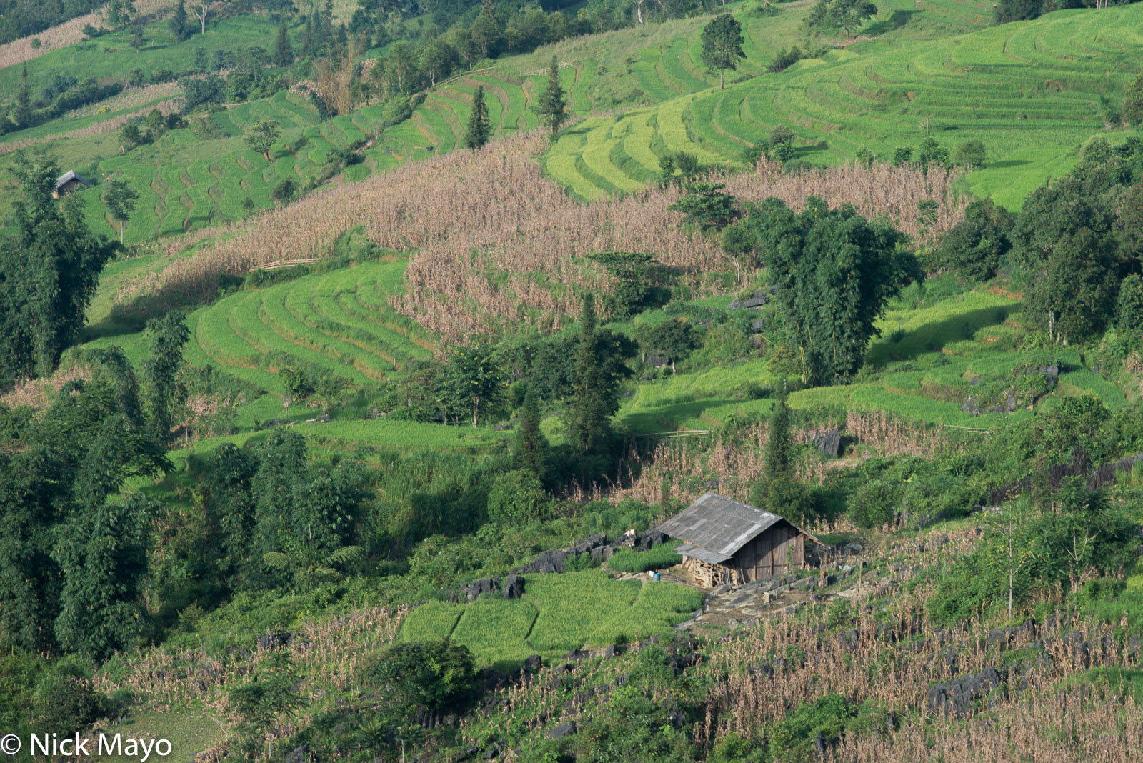 A house set amongst the cornfields and paddy rice terraces of Nam Ma.