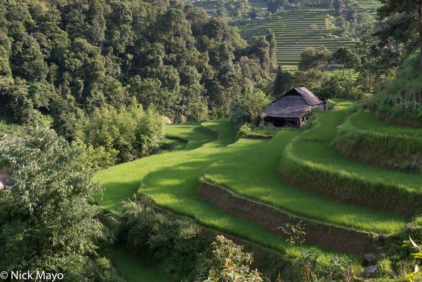 A house on a paddy rice terrace near Namdan in late afternoon light&nbsp;