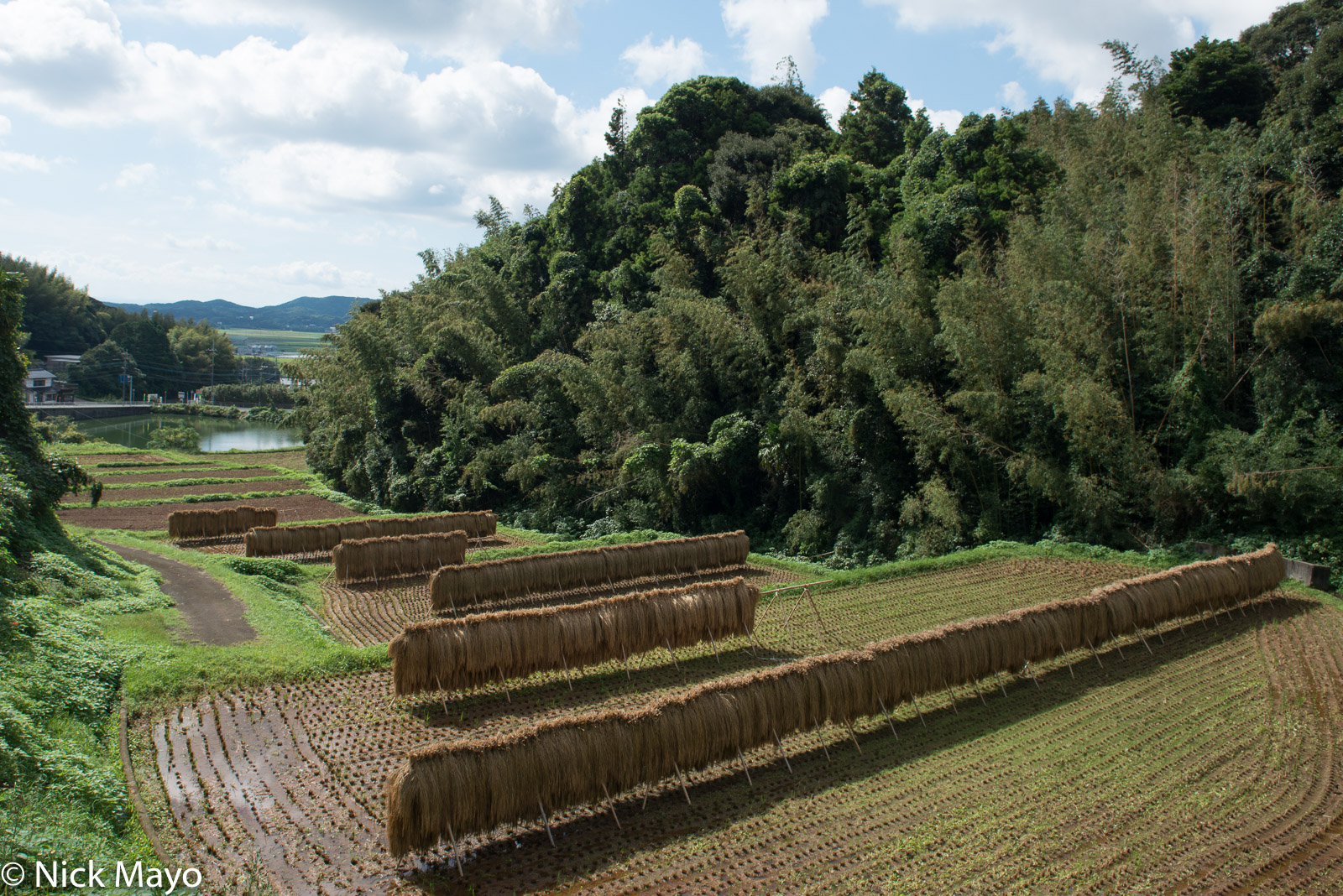 Drying racks of paddy rice at Konzaka on Ikijima.