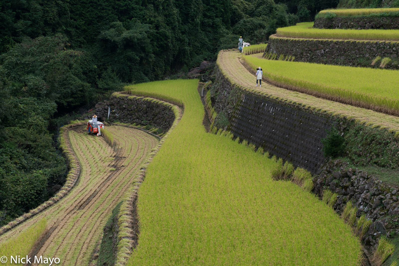 Farmers harvesting paddy rice on the magnificent stone built terraces at Warabino.