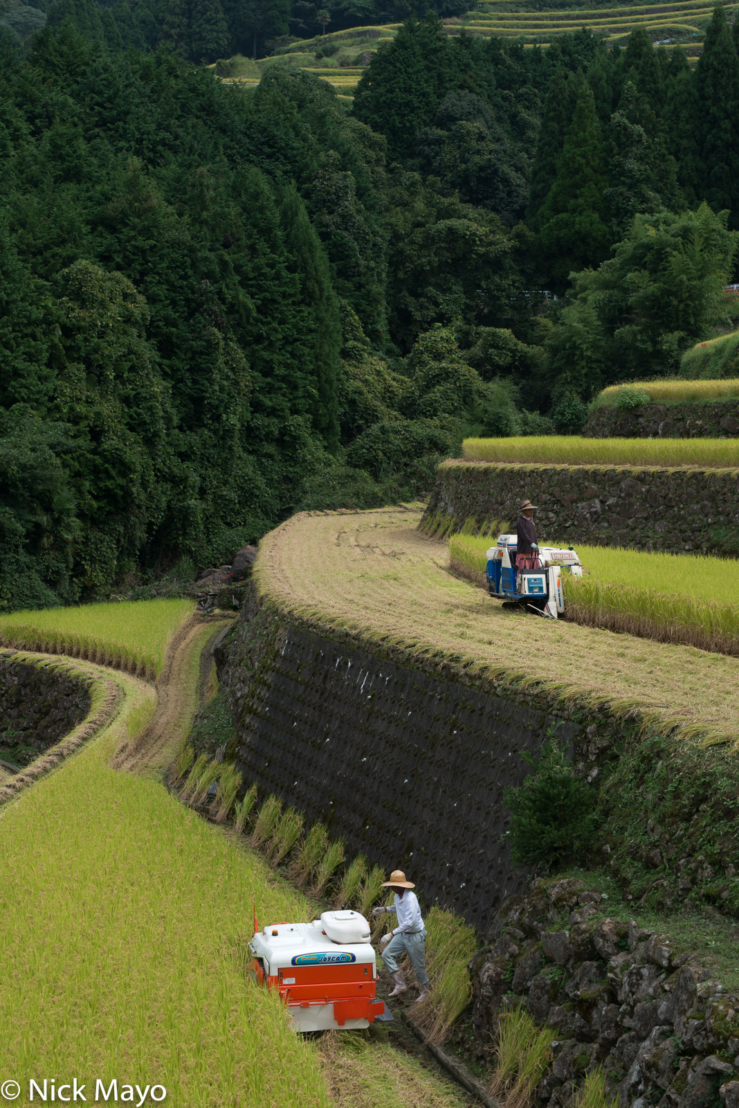 Two farmers harvesting paddy rice at Warabino.