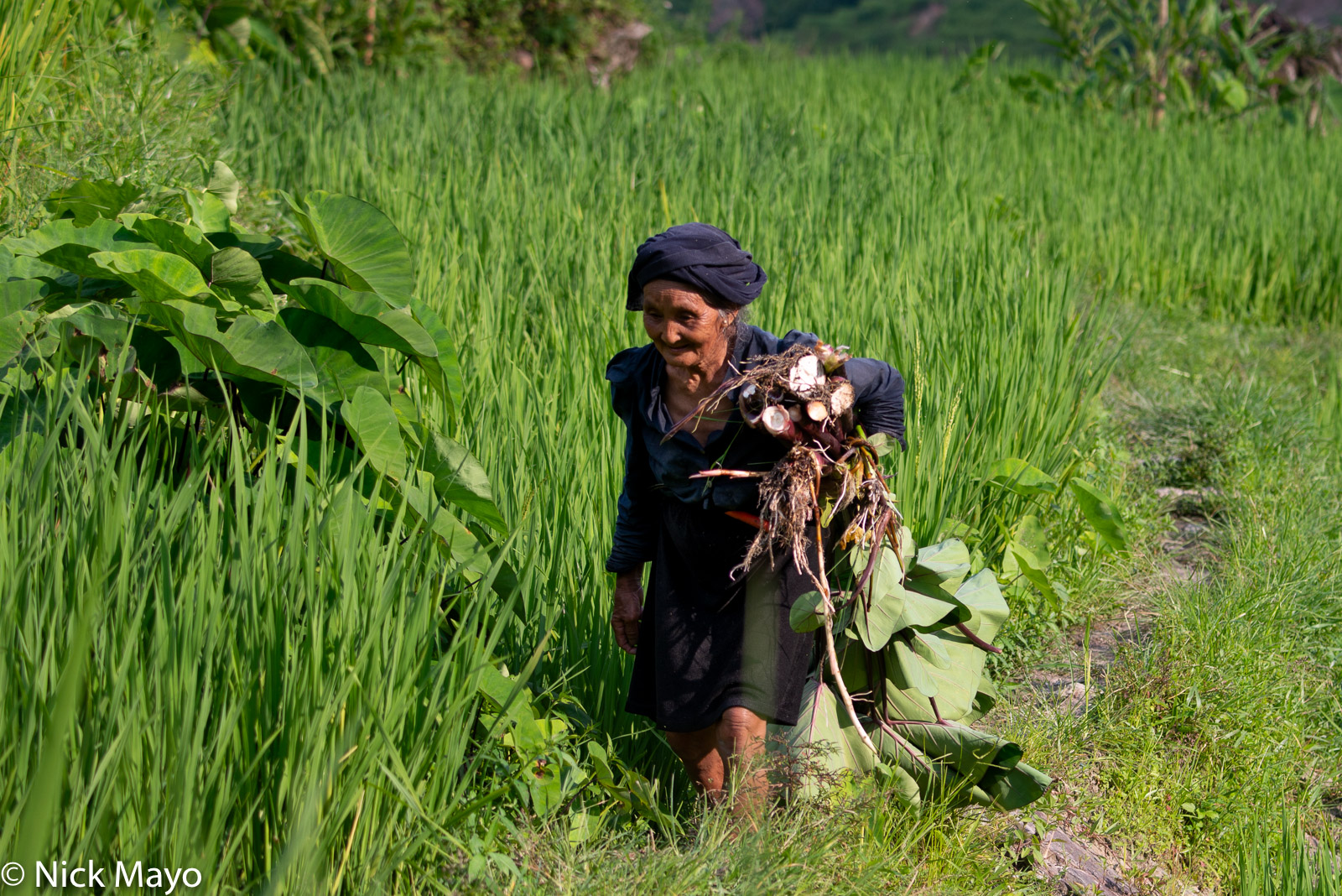 An older La Chi woman from Ban Phung returning home through the paddy rice fields with her just harvested root vegetable.
