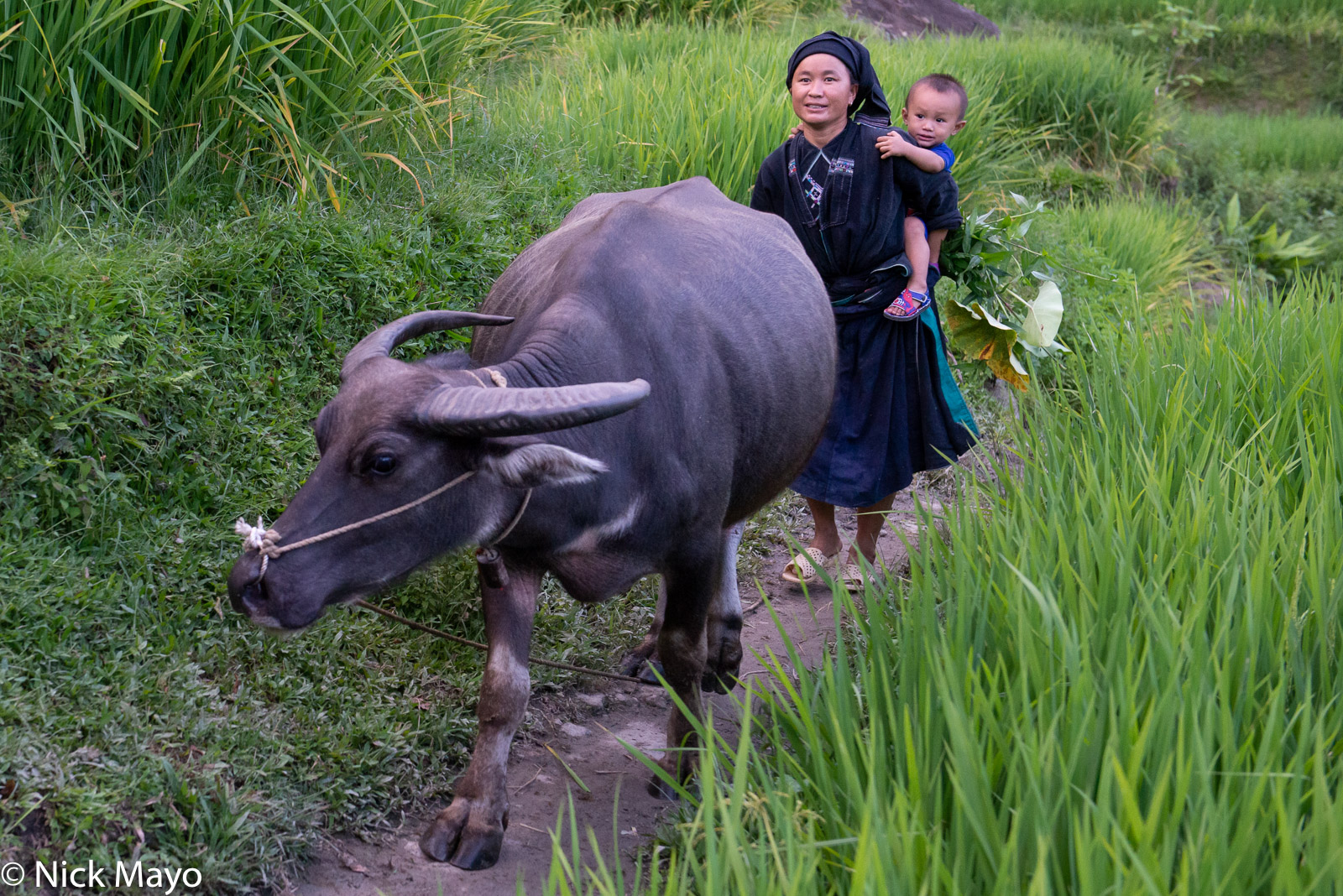 A La Chi woman from Ban Phung driving her water buffalo home.