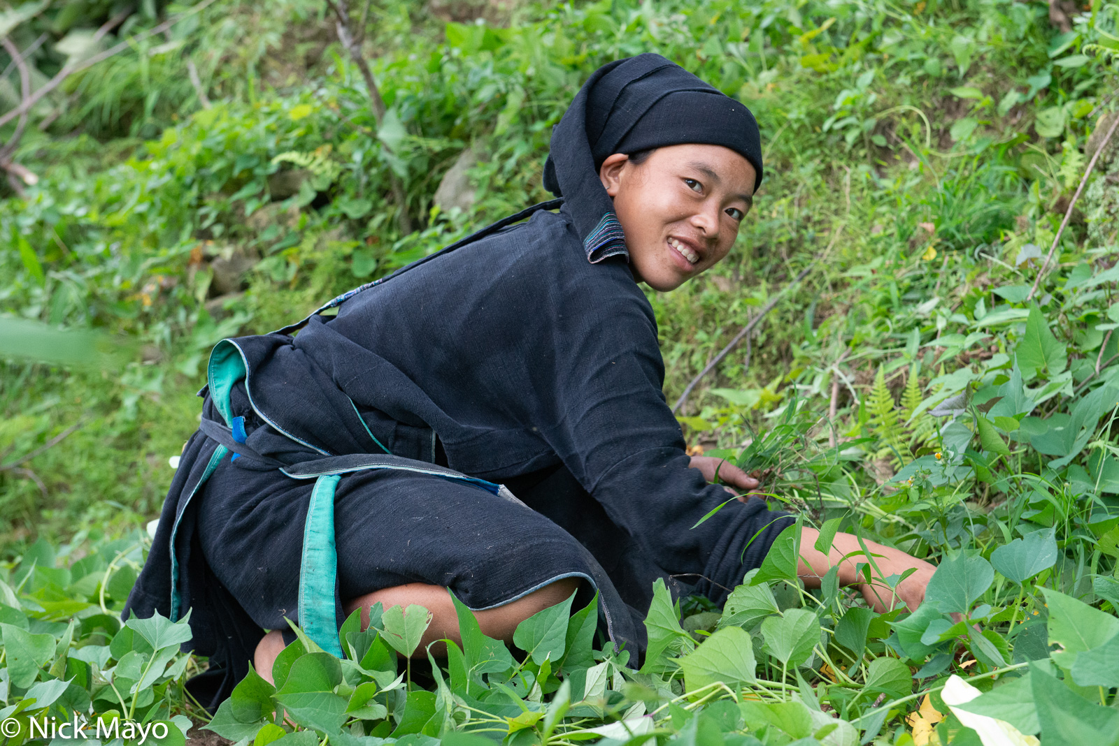 A La Chi girl at Ban Phung picking greens.