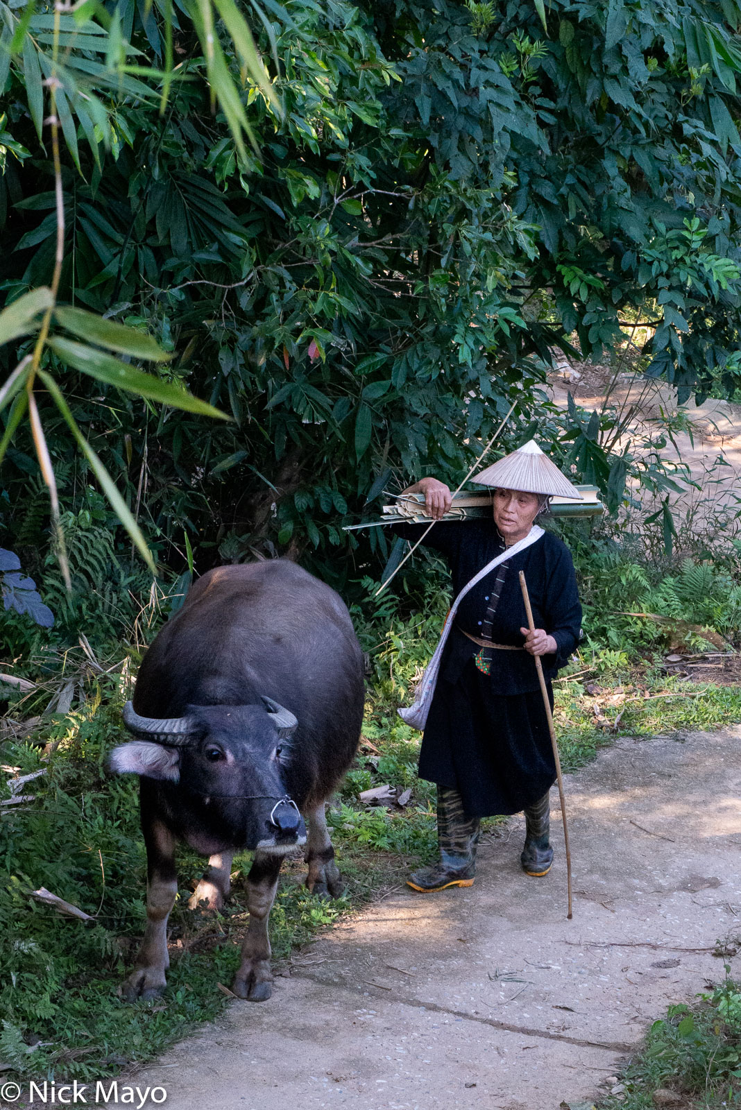 A Tay (Zhuang) woman with her water buffalo at Thon Tha village.