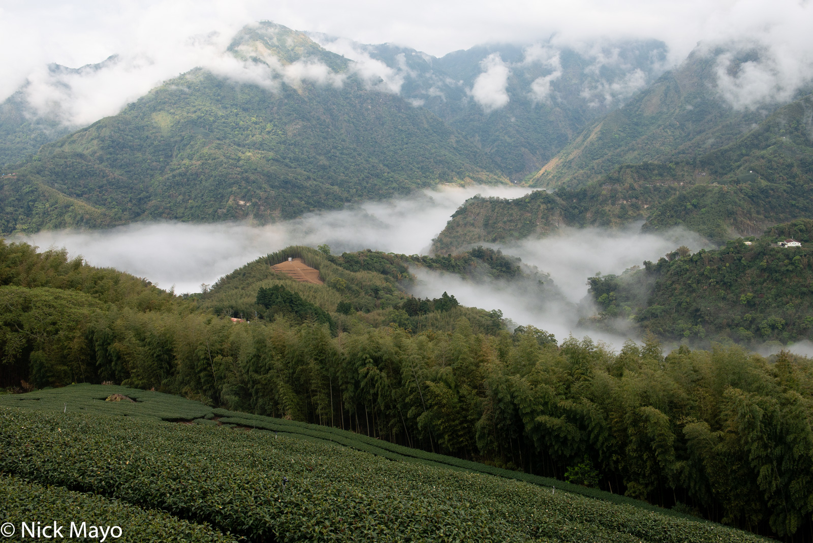 A tea field and bamboo above cloud filled valleys at Pan Zai Tian in Yunlin County.