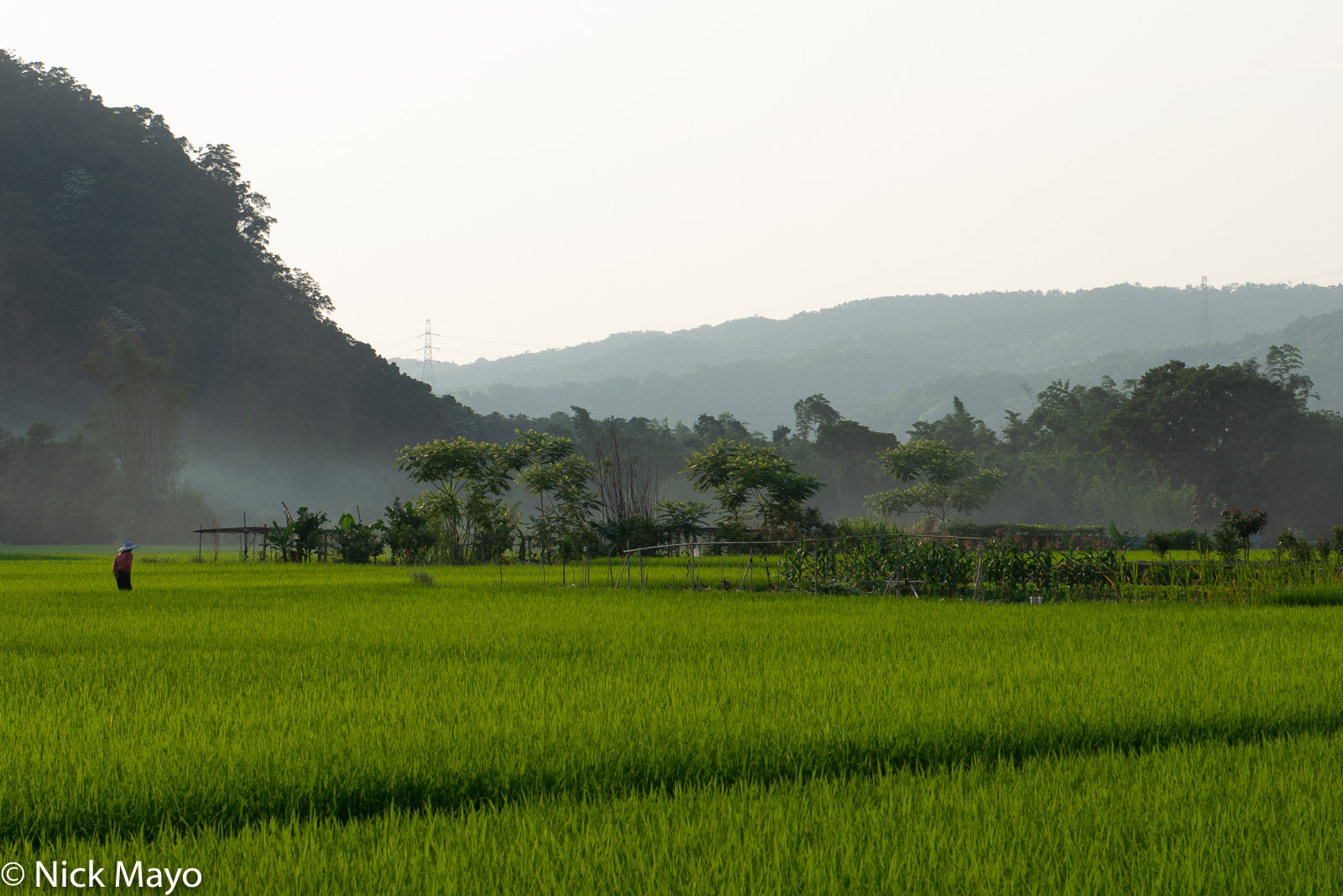 A farmer walking through his paddy fields near Guanxi at dusk.