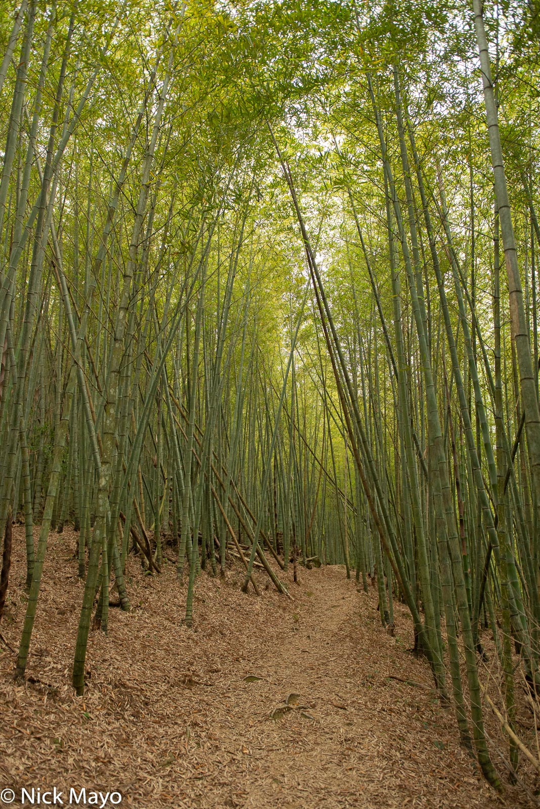 A section through bamboo of the old Ruitai trail near Rueili.