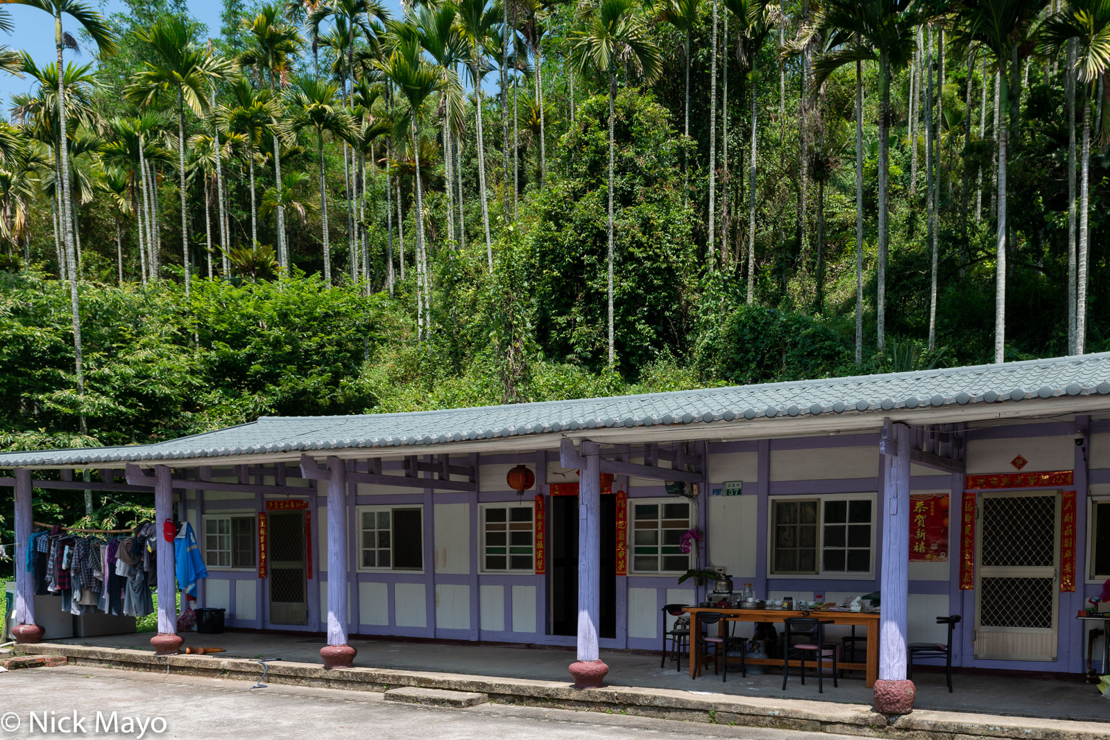 A tea farmer's traditional residence below betel trees at Rueili in Chiayi County.