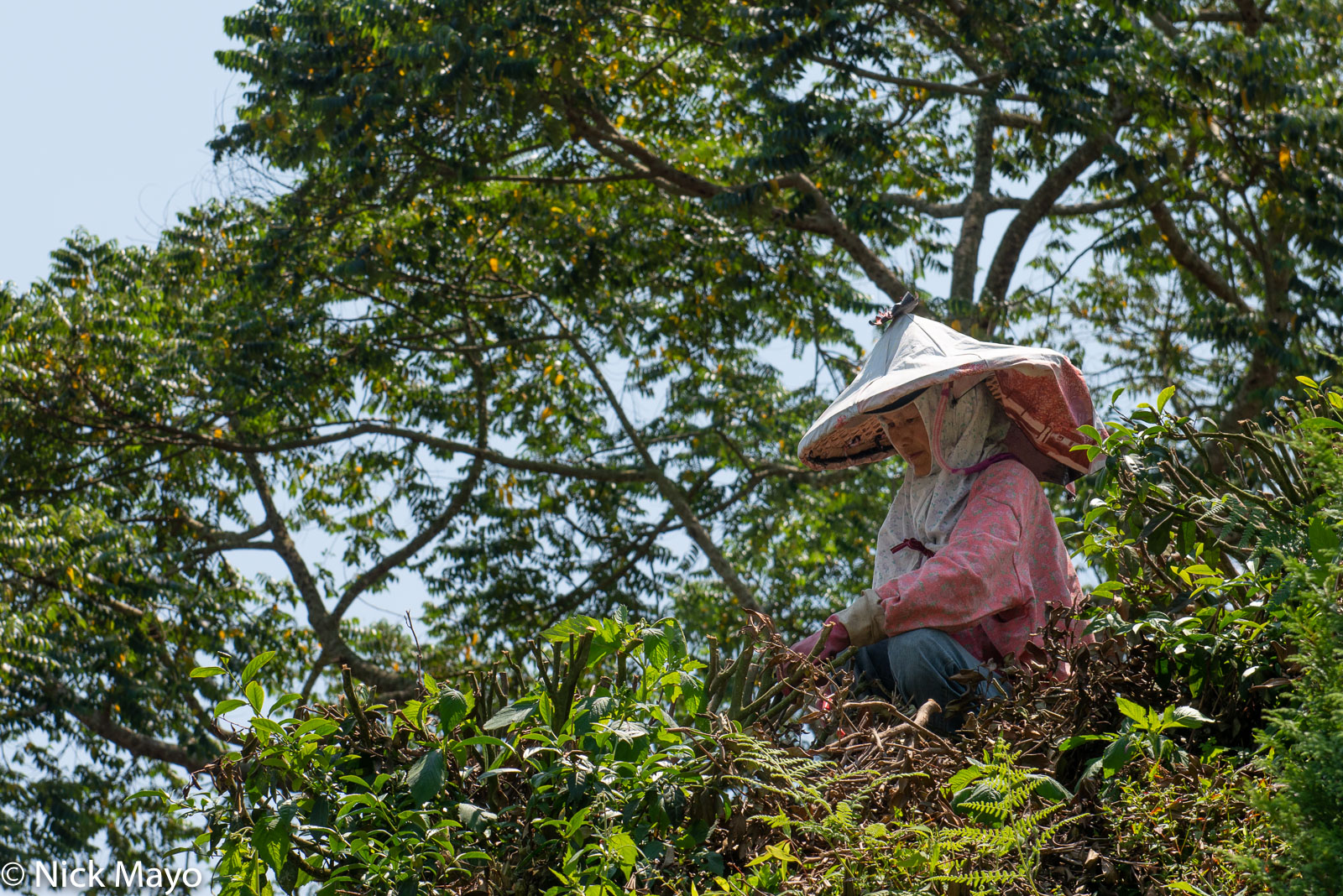 A farmer cutting back old bushes at a Rueili tea plantation.