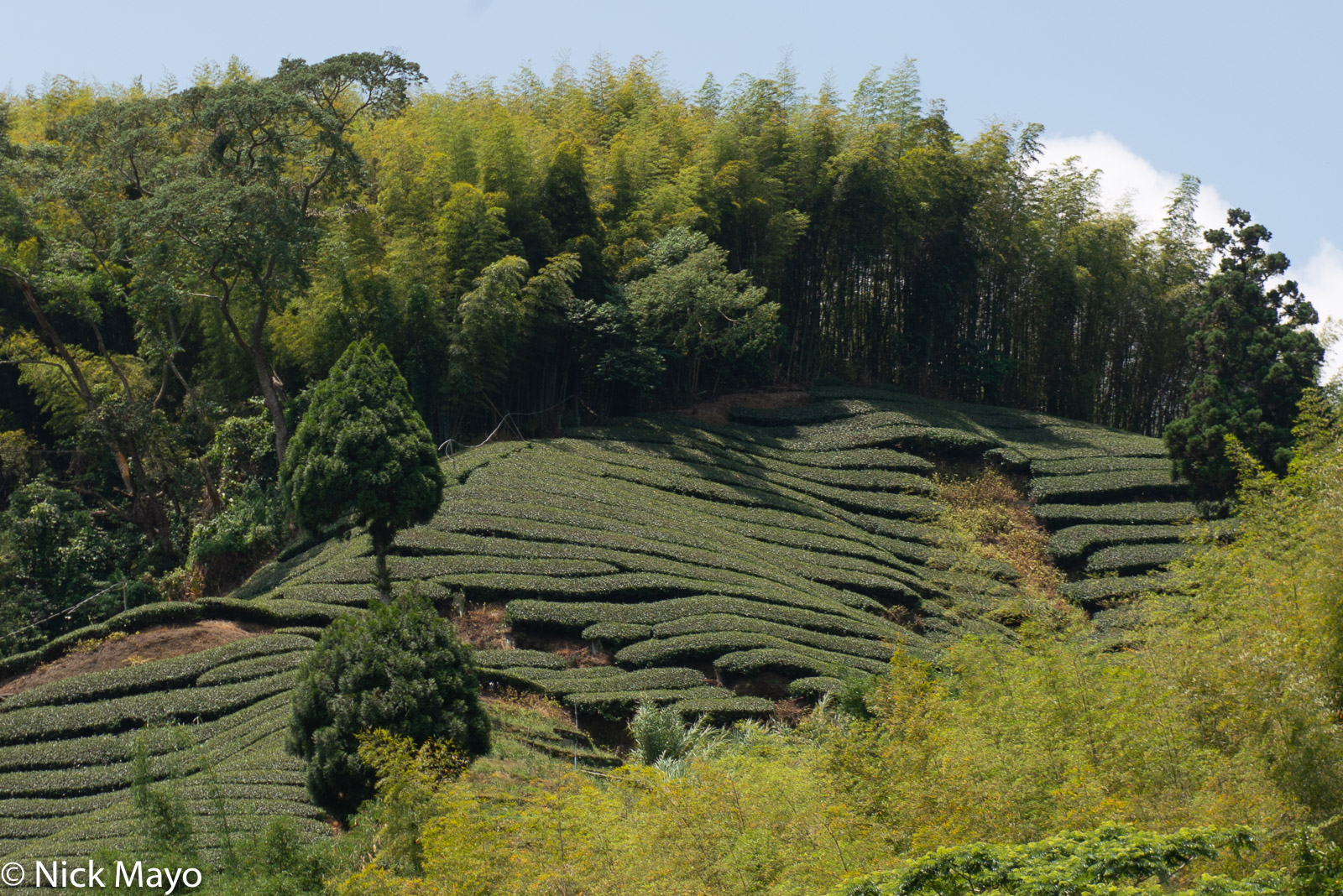 A tea field at Rueili between groves of bamboo.