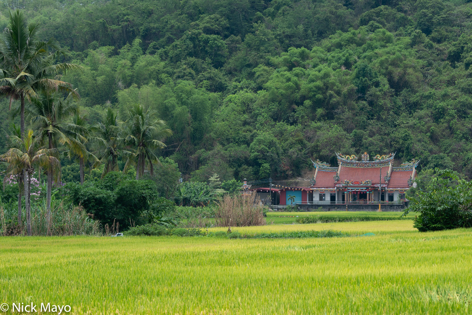 A temple near Meinong set behind coconut palms and paddy fields.