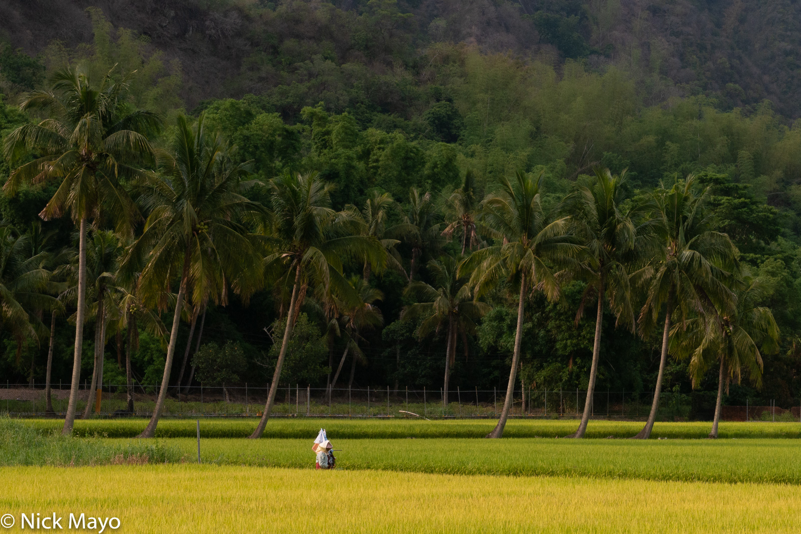 A farmer walking home through coconut palms and paddy rice after a day working in the fields near Meinong.