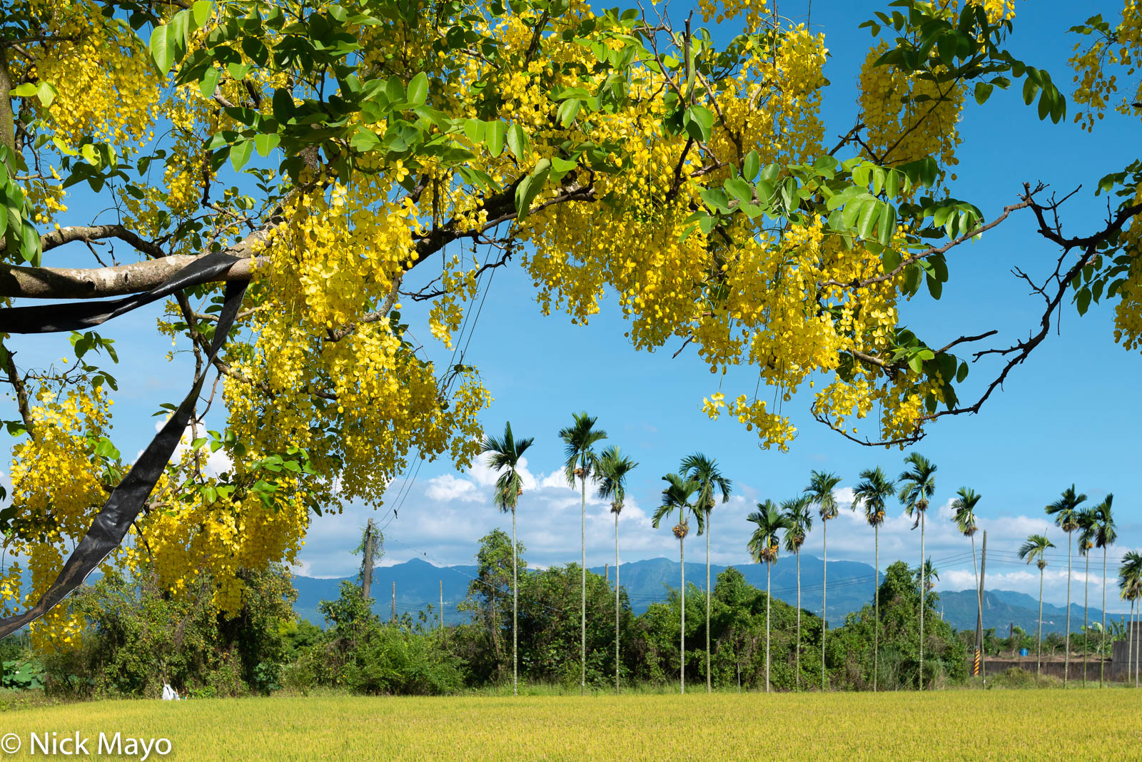 A blooming Indian laburnum tree framing coconut palms at Shanzihjiao in Tainan County.