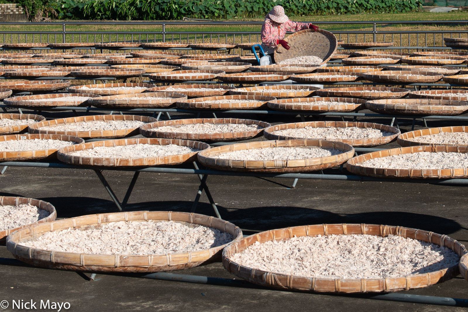 A woman emptying a tray of drying lotus root at Shanzihjiao in Tainan County.