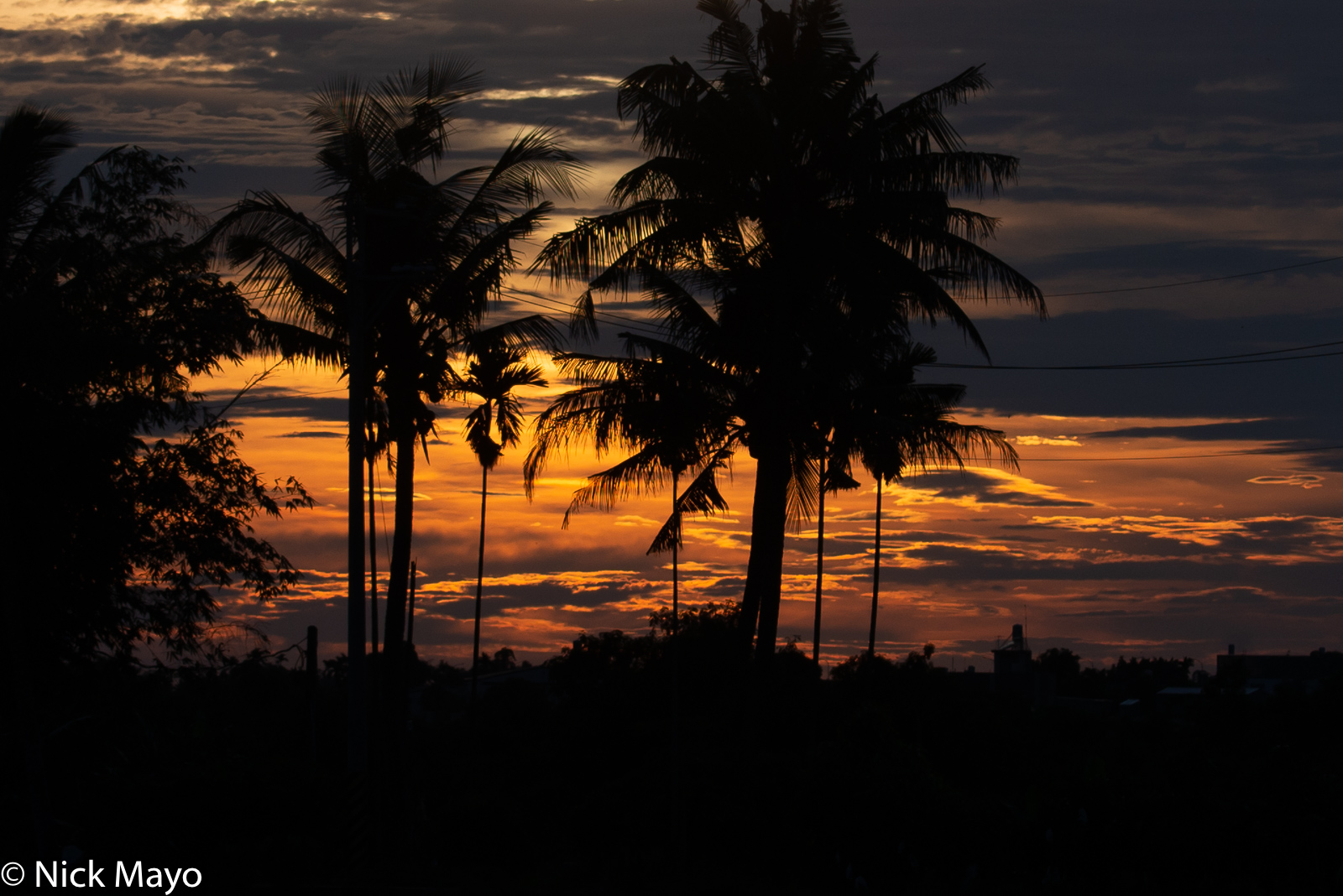 The sunset silhouetting coconut palms on a clear night at Shanzihjiao in Tainan County.